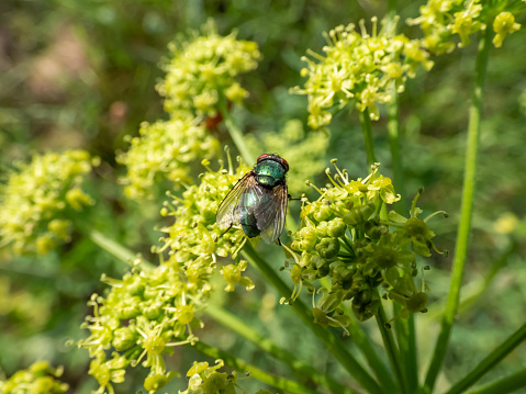 Close-up of the adult Common greenbottle, green blow fly (Lucilia caesar) sitting on a green plant surrounded with green vegetation in a meadow in summer