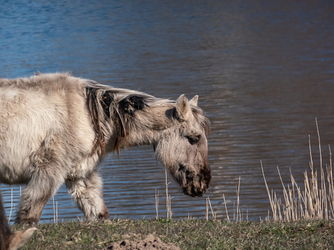 Grey semi-wild Polish Konik horse with winter fur eating grass with blue river in background in a floodland meadow. Wildlife scenery. Wild horse reintroduction