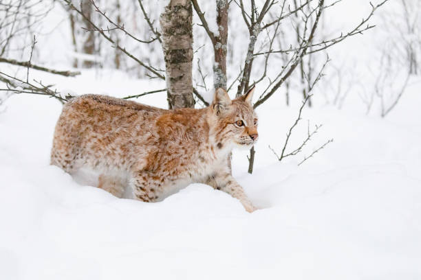 istock Lynx cub cat walks in the cold and magnificent winter forest 1474307725