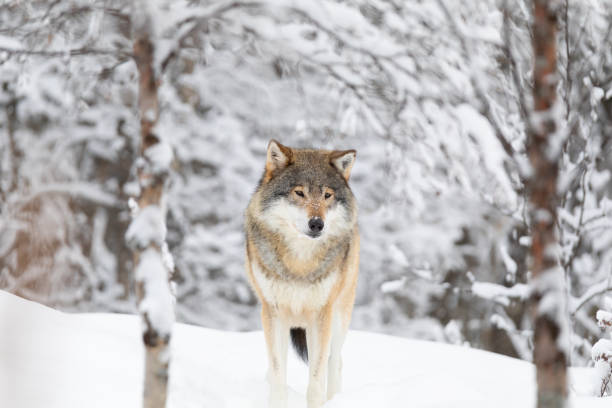 bellissimo lupo in piedi nella neve nella bellissima foresta invernale - wolf norway woods winter foto e immagini stock