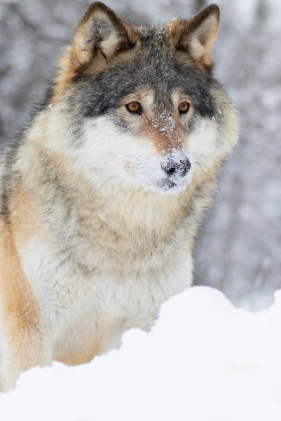 primo piano di lupo in piedi nella bellissima e fredda foresta invernale - wolf norway woods winter foto e immagini stock