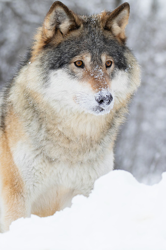 Close-up of wolf standing in the woods with large wild eyes a cold winter day. Snow on the ground and on the trees in forest.