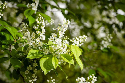 Cherry blossoms, cherry blossoms in spring, white cherry blossoms, beautiful white fragrant cherry blossoms close-up
