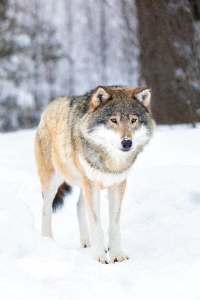 lupo maschio sta nella neve nella bellissima foresta invernale - wolf norway woods winter foto e immagini stock