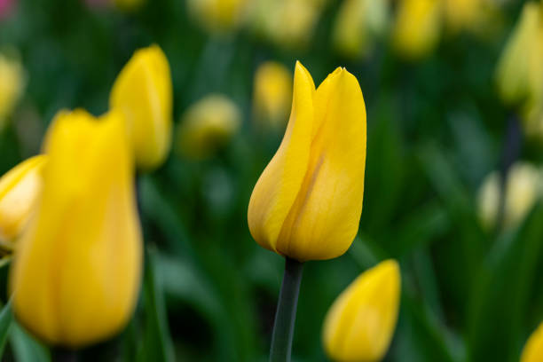istock one yellow tulip on a green background, first spring flowers, primroses, spring 1474308270