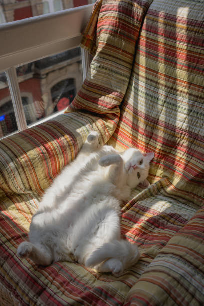 istock A white fluffy cat lies in a lash on his back looking at the camera, high. 1474310851