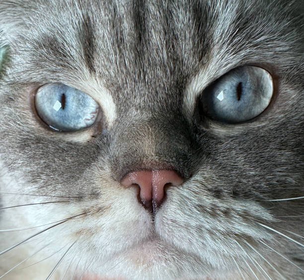 A curious, playful, expressive cat