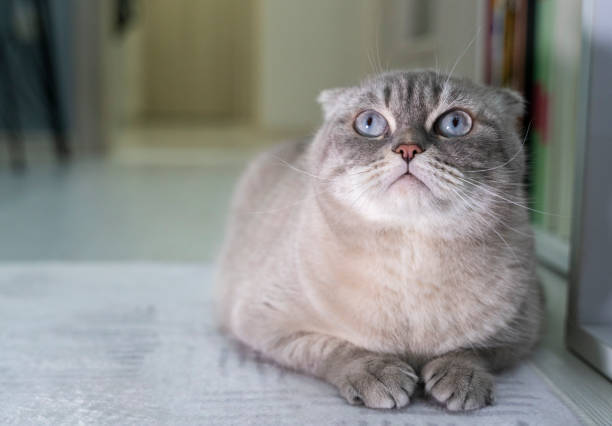 istock our sweet cat with blue eyes, sad face 1474311033