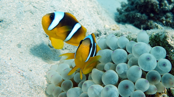 Clown fish amphiprion (Amphiprioninae). Red sea clown fish. Nemo .