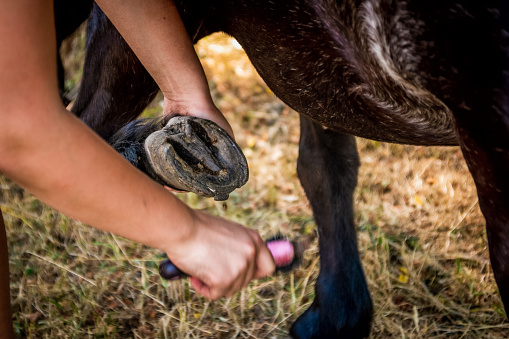 Farrier Rasping Horse's Hoof to Make it Smoother.