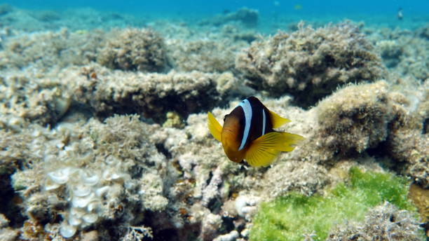 istock Red sea clown fish. Nemo . 1474311965