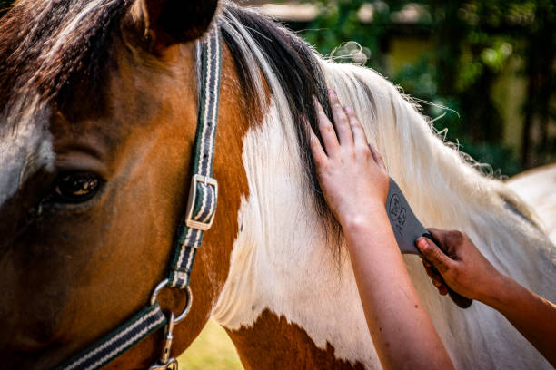 istock Grooming a horse 1474312017