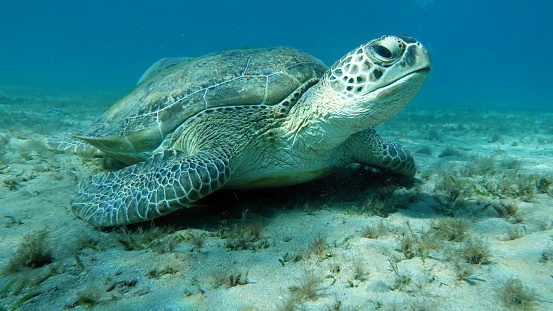 Big Green turtle on the reefs of the Red Sea.\nGreen turtles are the largest of all sea turtles. A typical adult is 3 to 4 feet long and weighs between 300 and 350 pounds.