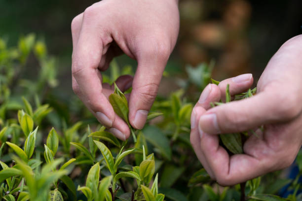 istock Close-up of hands picking tea leaves 1474312287