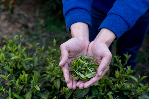 Human hand holding fresh tea leaves