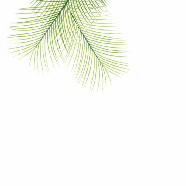 Green palm tree leaves on a white background. Minimal creative concept for a tropical summer.