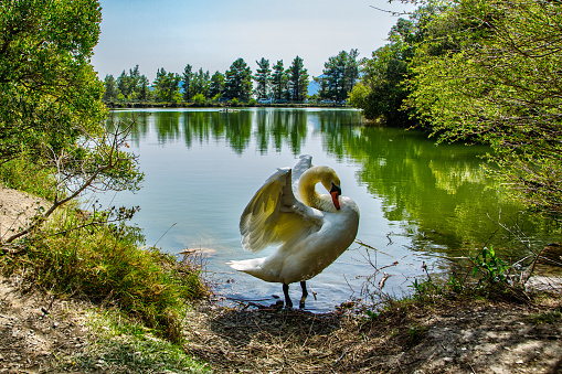 A swan in front of a lake
