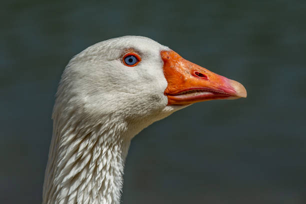 istock Portrait of a goose 1474313531