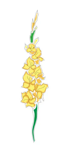 Vector illustration of Gladiolus in line art style with yellow coloring. Isolated vector illustration. Linear flower for a postcard template, logo, sketch, tattoo.