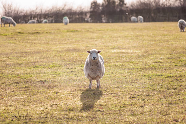 istock Beautiful farm scene, sheep on grass meadow in sunset evening 1474316880