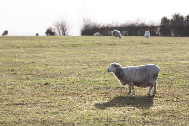 istock Beautiful farm scene, sheep on grass meadow in sunset evening 1474316895