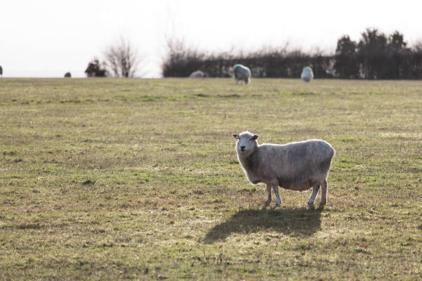 istock Beautiful farm scene, sheep on grass meadow in sunset evening 1474316905
