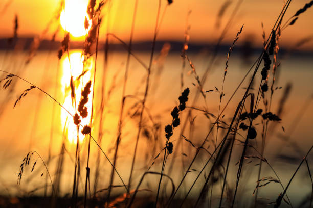istock Trondheim fjord during sunset, grass on the beach 1474317558