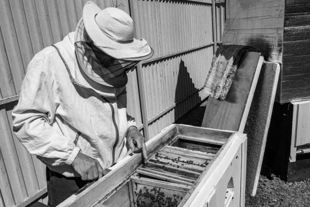 istock Winged bee slowly flies to beekeeper collect nectar on private apiary 1474319675