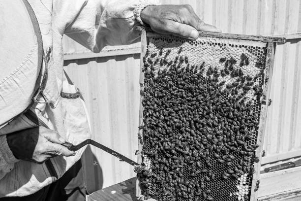 istock Winged bee slowly flies to beekeeper collect nectar on private apiary 1474319690
