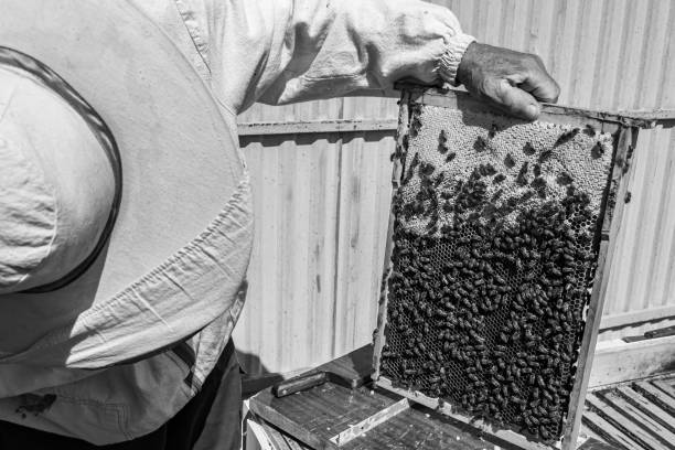 istock Winged bee slowly flies to beekeeper collect nectar on private apiary 1474319733