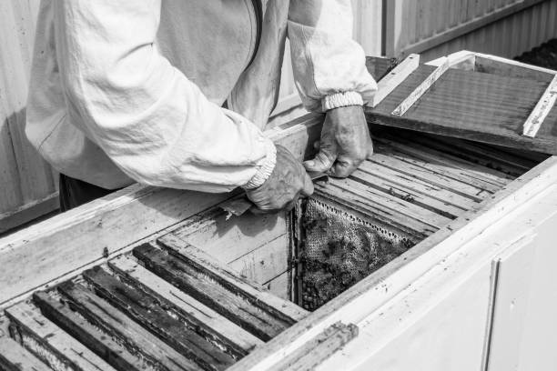 istock Winged bee slowly flies to beekeeper collect nectar on private apiary 1474320264