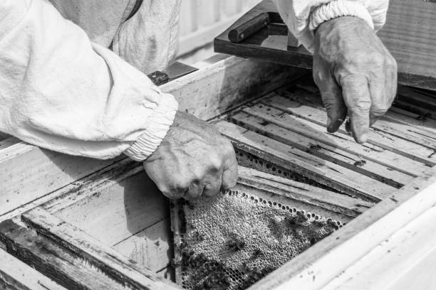 istock Winged bee slowly flies to beekeeper collect nectar on private apiary 1474320272