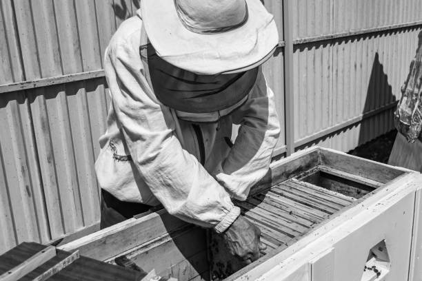 istock Winged bee slowly flies to beekeeper collect nectar on private apiary 1474320346