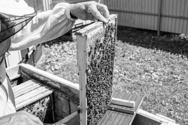 istock Winged bee slowly flies to beekeeper collect nectar on private apiary 1474320390