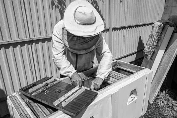 istock Winged bee slowly flies to beekeeper collect nectar on private apiary 1474320418