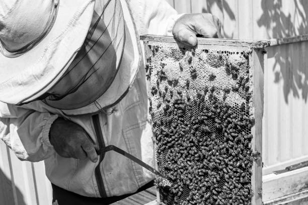 istock Winged bee slowly flies to beekeeper collect nectar on private apiary 1474320436