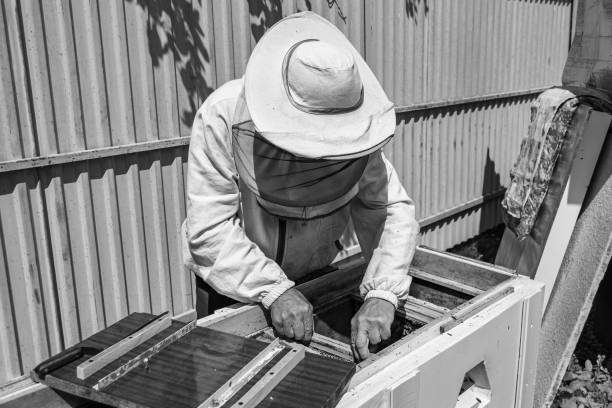Winged bee slowly flies to beekeeper collect nectar on private apiary