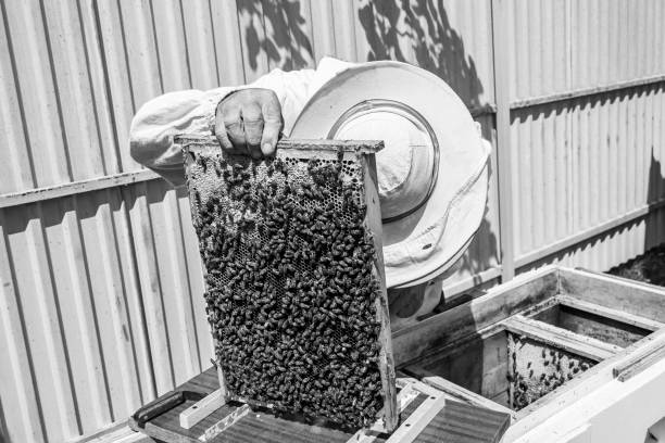 istock Winged bee slowly flies to beekeeper collect nectar on private apiary 1474320459