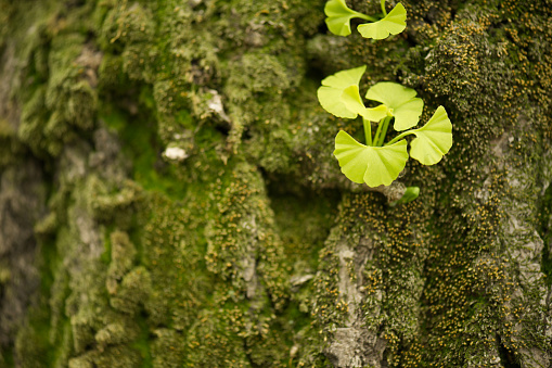 Ginkgo sprouts.