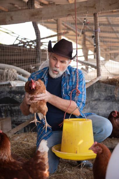 istock A Man feeding chickens in farm on the morning 1474322439