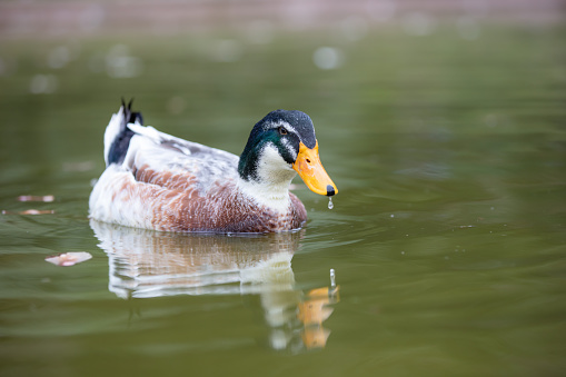 One female of mallard duck (Anas platyrhynchos) standing on a green meadow. Italy, Europe