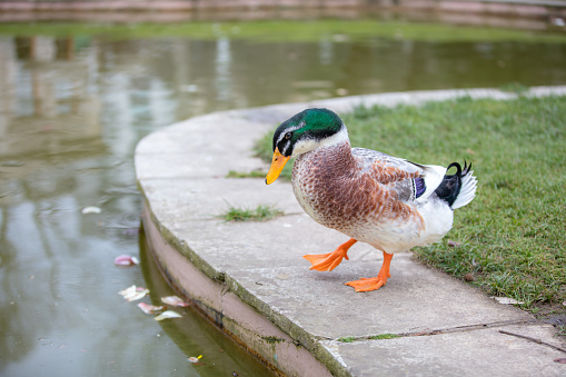 The mallard is a dabbling duck that breeds throughout the temperate and subtropical Americas, Eurasia, and North Africa, and has been introduced to New Zealand.