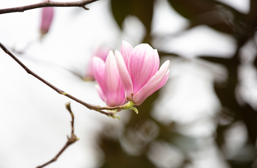 Tree with pink flowers
Nature stock photo.