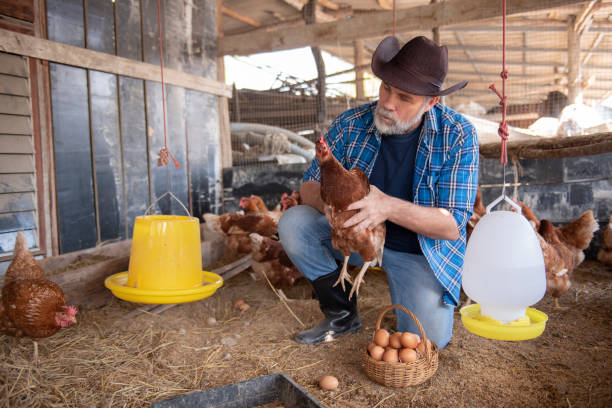 istock A Man collecting chicken eggs on a farm 1474323566