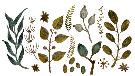 Set of plants, leaves and decorative elements, watercolor, isolated objects on a white background