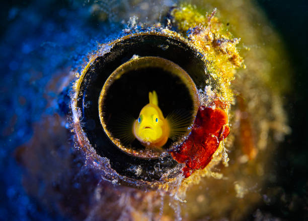 Lemon Goby Lemon Goby in a bottle in Anilao Philippines trimma okinawae stock pictures, royalty-free photos & images