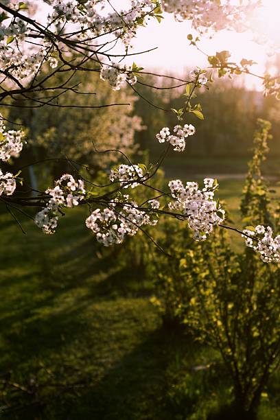 blossom tree stock photo