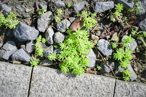 Plants growing in crevices in rocks