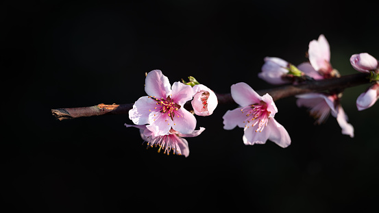 peach blossom