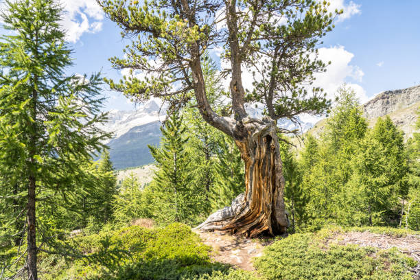 Swiss Alpine Landscape near Zermatt